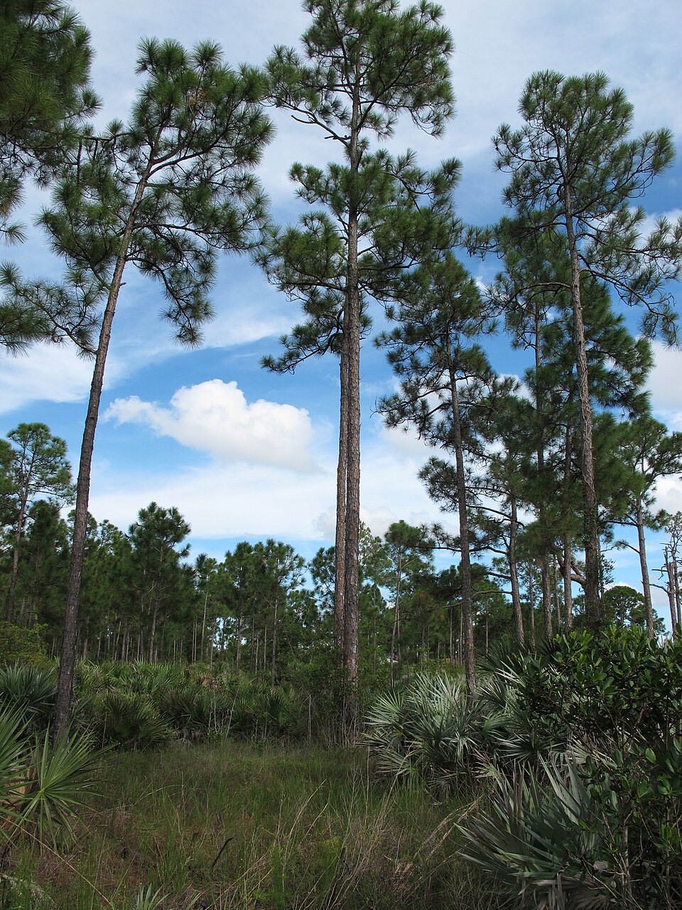 Royal Palm Beach Pines Natural Area, Palm Beach County, Florida